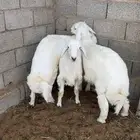 ذبايح حري نظيف شرط