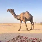 بعير للبيع