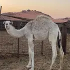 ماشاءالله قعود خوار العمر 8 اشهر