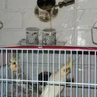طيور زينه روز وكروان