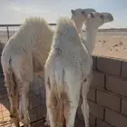قعدان للبيع