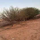 شجر للبيع