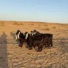معزا عوارض للبيع