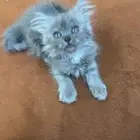 قط شيرازي للبيع