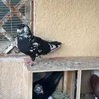جوز قطايف خرش تم البيع