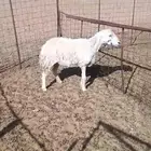 حريه حايل