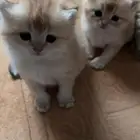قطط سكوتش