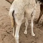 قعود عمره 3شهور و نص يرضع امه لباني