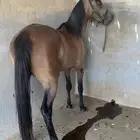 مهر شعبي