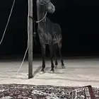 مهر شعبي ابوه واهو للبيع