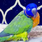 فرخ لوري رد كولار غر(( مباع))