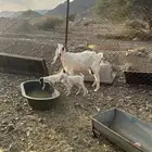 للبيع عنز والد توم