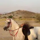 خيل للبيع
