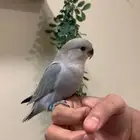 (مباع) روز وايت فيس غري اليف جد ا مفطوم (فاخر)