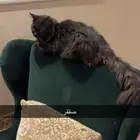 شيرازي للتبني ذكر
