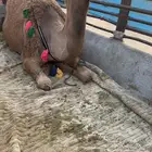 اشعلا كفو القحه علا جميع اشروط