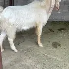 فحل مشروك ابيض