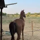 خيل فرنسي جزيري للبيع