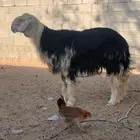 طلي نجدي صنف. تم البيع خارج الحراج