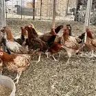 دجاج بلدي بشاير