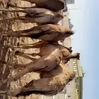 حشوان