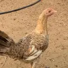 دجاج اناثي بلدي حضان شرط