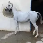 فرس لقاح وتحتها مهر