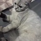 قطه بيت بس رامينها اهلها بالشارع ووضعها مزري تحتاج متبني