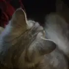 قط الاسم فراوله .