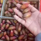 خرفه