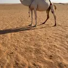 عشاير وضح للبيع