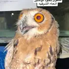 بومه قمريه للبيع موجود توصيل لنحاء الشرقيه فرخ في ولادفه