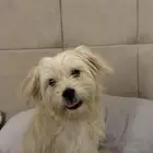 كلب للبيع لعوب جدا ويضحك كثير