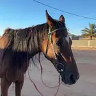 حصان انقليزي خصي
