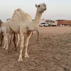 للبيع بكره رمانيه سنها جذعه