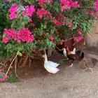 دجاج وديك و بط للبيع