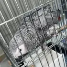 جوز كاسكو حجل 2021 كانو اليفين متكلمين