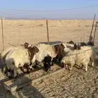 للبيع خرفان ورخال