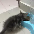 قط شيرازي للتبني