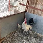 دجاجتين وديك