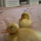 بط بكيني عمر 3 أسابيع