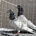 جوز حمام باكستاني