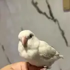 ببغاء روز البينو اليفف مايعرف العض   متكلم يقول بيكابو