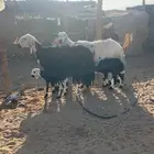 شوهات متابيع