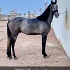 مهر عربي خط سرعه