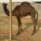 قعود