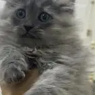 قطه انثى لتبني