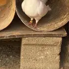 جووز فرنسي