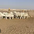 غنم حريات مضاريع 21 راس