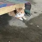 قطط مهدده بالطرد